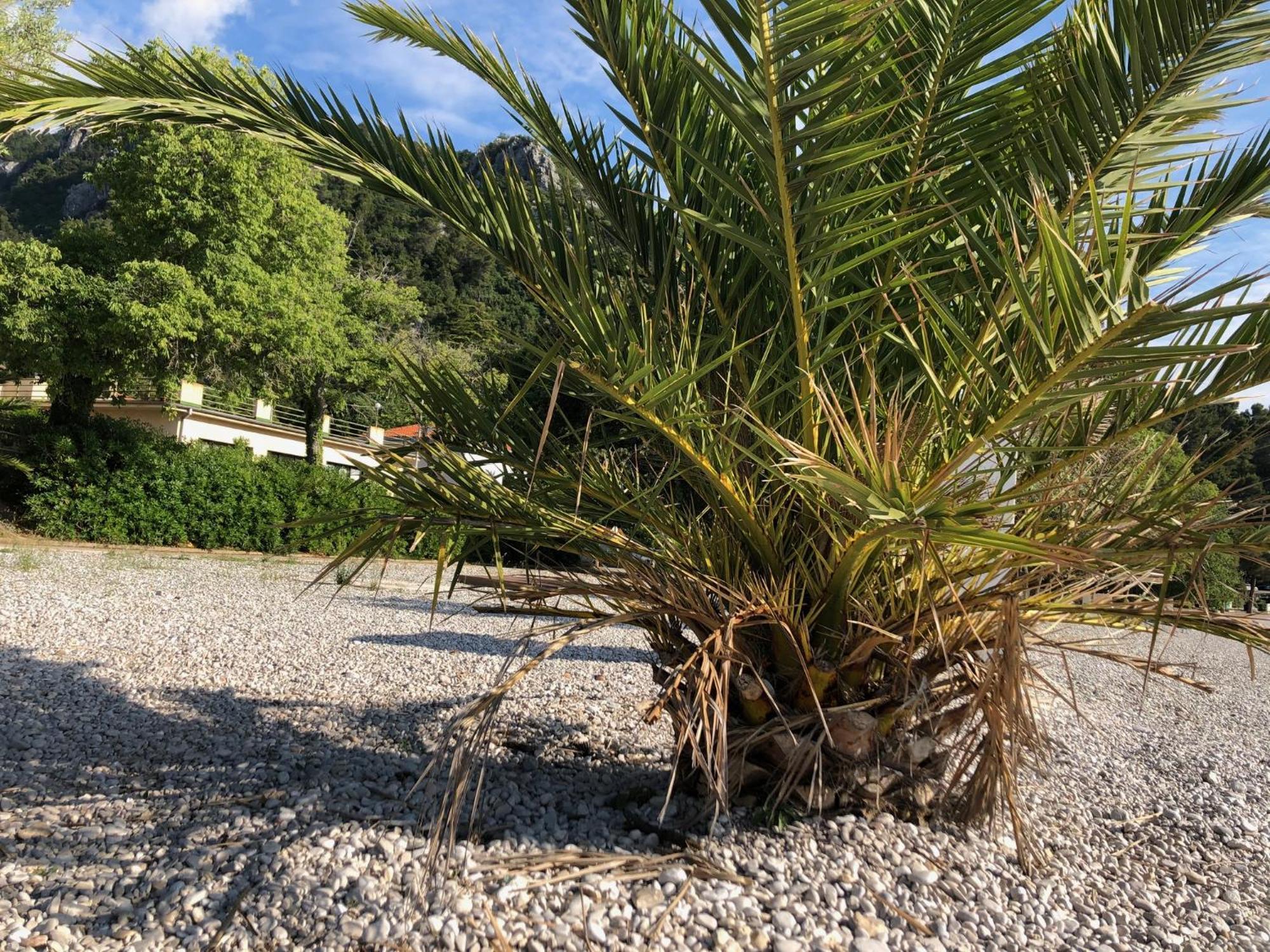Villa Sabine Apartment Losinj Медвежа Экстерьер фото